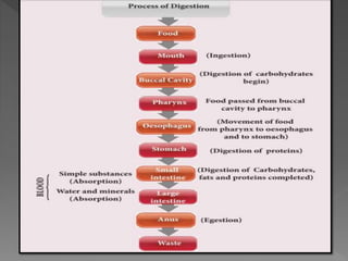 Digestion