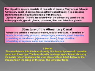 The digestive system consists of two sets of organs. They are as follows:
Alimentary canal (digestive tract/gastrointestinal tract): It is a passage
starting from the mouth and ending with the anus.
Digestive glands: Glands associated with the alimentary canal are the
salivary glands, gastric glands, pancreas, liver and intestinal glands.
Structure of the Alimentary Canal
Alimentary canal is a muscular coiled, tubular structure. It consists of
mouth, buccal cavity, pharynx, oesophagus, stomach, small intestine
(consisting of duodenum, jejunum and ileum), large intestine
(consisting of caecum, colon and rectum) and anus.
1. Mouth
The mouth leads into the buccal cavity. It is bound by two soft, movable
upper and lower lips. The buccal cavity is a large space bound above by
the palate (which separates the wind pipe and food tube), below by the
throat and on the sides by the jaws. The jaws bear teeth.
 