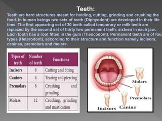 Teeth:
Teeth are hard structures meant for holding, cutting, grinding and crushing the
food. In human beings two sets of teeth (Diphyodont) are developed in their life
time. The first appearing set of 20 teeth called temporary or milk teeth are
replaced by the second set of thirty two permanent teeth, sixteen in each jaw.
Each tooth has a root fitted in the gum (Theocodont). Permanent teeth are of four
types (Heterodont), according to their structure and function namely incisors,
canines, premolars and molars.
 