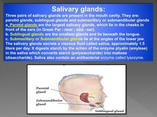 Salivary glands:
Three pairs of salivary glands are present in the mouth cavity. They are:
parotid glands, sublingual glands and submaxillary or submandibular glands
a. Parotid glands are the largest salivary glands, which lie in the cheeks in
front of the ears (in Greek Par - near ; otid - ear).
b. Sublingual glands are the smallest glands and lie beneath the tongue.
c. Submaxillary or Submandibular glands lie at the angles of the lower jaw.
The salivary glands secrete a viscous fluid called saliva, approximately 1.5
liters per day. It digests starch by the action of the enzyme ptyalin (amylase)
in the saliva which converts starch (polysaccharide) into maltose
(disaccharide). Saliva also contain an antibacterial enzyme called lysozyme.
 