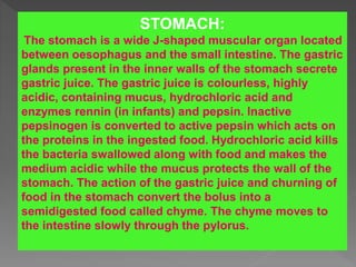 STOMACH:
The stomach is a wide J-shaped muscular organ located
between oesophagus and the small intestine. The gastric
glands present in the inner walls of the stomach secrete
gastric juice. The gastric juice is colourless, highly
acidic, containing mucus, hydrochloric acid and
enzymes rennin (in infants) and pepsin. Inactive
pepsinogen is converted to active pepsin which acts on
the proteins in the ingested food. Hydrochloric acid kills
the bacteria swallowed along with food and makes the
medium acidic while the mucus protects the wall of the
stomach. The action of the gastric juice and churning of
food in the stomach convert the bolus into a
semidigested food called chyme. The chyme moves to
the intestine slowly through the pylorus.
 