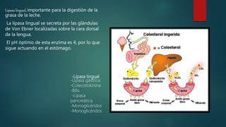 Lipasa lingual, importante para la digestión de la
grasa de la leche.
La lipasa lingual se secreta por las glándulas
de Von Ebner localizadas sobre la cara dorsal
de la lengua.
El pH óptimo de esta enzima es 4, por lo que
sigue actuando en el estómago.
-Lipasa lingual
-Lipasa gástrica
-Colecistokinina
-Bilis
-Lipasa
pancreática.
-Monoglicéridos
-Monoglicéridos
 