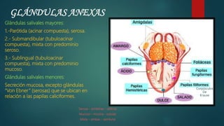 GLÁNDULAS ANEXAS
Serosa – proteínas - esferas
Mucoso – mucina - tubular
Mixta – ambas - semiluna
Glándulas salivales mayores:
1.-Parótida (acinar compuesta), serosa.
2.- Submandibular (tubuloacinar
compuesta), mixta con predominio
seroso.
3.- Sublingual (tubuloacinar
compuesta), mixta con predominio
mucoso.
Glándulas salivales menores:
Secreción mucosa, excepto glándulas
“Von Ebner” (serosas) que se ubican en
relación a las papilas caliciformes.
Corpúsculos
De
Krause
 