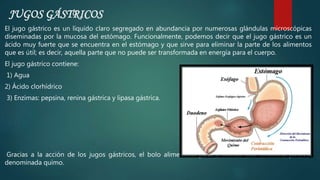 JUGOS GÁSTRICOS
El jugo gástrico es un líquido claro segregado en abundancia por numerosas glándulas microscópicas
diseminadas por la mucosa del estómago. Funcionalmente, podemos decir que el jugo gástrico es un
ácido muy fuerte que se encuentra en el estómago y que sirve para eliminar la parte de los alimentos
que es útil; es decir, aquella parte que no puede ser transformada en energía para el cuerpo.
El jugo gástrico contiene:
1) Agua
2) Ácido clorhídrico
3) Enzimas: pepsina, renina gástrica y lipasa gástrica.
Gracias a la acción de los jugos gástricos, el bolo alimenticio pasa a formar una sustancia pastosa
denominada quimo.
 
