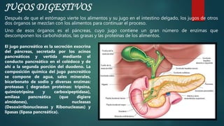 Después de que el estómago vierte los alimentos y su jugo en el intestino delgado, los jugos de otros
dos órganos se mezclan con los alimentos para continuar el proceso.
Uno de esos órganos es el páncreas, cuyo jugo contiene un gran número de enzimas que
descomponen los carbohidratos, las grasas y las proteínas de los alimentos.
JUGOS DIGESTIVOS
El jugo pancreático es la secreción exocrina
del páncreas, secretada por los acinos
pancreáticos y vertida mediante el
conducto pancreático en el colédoco y de
ahí a la segunda porción del duodeno. La
composición química del jugo pancreático
se compone de agua, sales minerales,
bicarbonato de sodio y diversas enzimas:
proteasas ( degradan proteínas: tripsina,
quimiotripsina y carboxipeptidasa),
amilasa pancreática (que digiere
almidones), nucleasas
(Desoxirribonucleasas y Ribonucleasas) y
lipasas (lipasa pancreática).
 