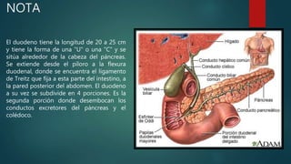 NOTA
El duodeno tiene la longitud de 20 a 25 cm
y tiene la forma de una "U" o una "C" y se
sitúa alrededor de la cabeza del páncreas.
Se extiende desde el píloro a la flexura
duodenal, donde se encuentra el ligamento
de Treitz que fija a esta parte del intestino, a
la pared posterior del abdomen. El duodeno
a su vez se subdivide en 4 porciones. Es la
segunda porción donde desembocan los
conductos excretores del páncreas y el
colédoco.
 