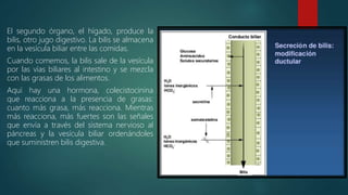 El segundo órgano, el hígado, produce la
bilis, otro jugo digestivo. La bilis se almacena
en la vesícula biliar entre las comidas.
Cuando comemos, la bilis sale de la vesícula
por las vías biliares al intestino y se mezcla
con las grasas de los alimentos.
Aquí hay una hormona, colecistocinina
que reacciona a la presencia de grasas:
cuanto más grasa, más reacciona. Mientras
más reacciona, más fuertes son las señales
que envía a través del sistema nervioso al
páncreas y la vesícula biliar ordenándoles
que suministren bilis digestiva.
 