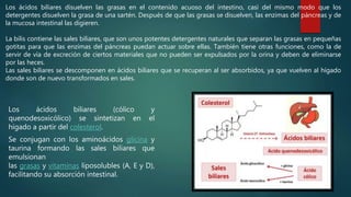 Los ácidos biliares (cólico y
quenodesoxicólico) se sintetizan en el
hígado a partir del colesterol.
Se conjugan con los aminoácidos glicina y
taurina formando las sales biliares que
emulsionan
las grasas y vitaminas liposolubles (A, E y D),
facilitando su absorción intestinal.
Los ácidos biliares disuelven las grasas en el contenido acuoso del intestino, casi del mismo modo que los
detergentes disuelven la grasa de una sartén. Después de que las grasas se disuelven, las enzimas del páncreas y de
la mucosa intestinal las digieren.
La bilis contiene las sales biliares, que son unos potentes detergentes naturales que separan las grasas en pequeñas
gotitas para que las enzimas del páncreas puedan actuar sobre ellas. También tiene otras funciones, como la de
servir de vía de excreción de ciertos materiales que no pueden ser expulsados por la orina y deben de eliminarse
por las heces.
Las sales biliares se descomponen en ácidos biliares que se recuperan al ser absorbidos, ya que vuelven al hígado
donde son de nuevo transformados en sales.
 