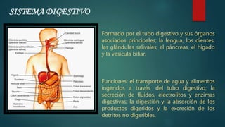 SISTEMA DIGESTIVO
Formado por el tubo digestivo y sus órganos
asociados principales; la lengua, los dientes,
las glándulas salivales, el páncreas, el hígado
y la vesícula biliar.
Funciones: el transporte de agua y alimentos
ingeridos a través del tubo digestivo; la
secreción de fluidos, electrolitos y enzimas
digestivas; la digestión y la absorción de los
productos digeridos y la excreción de los
detritos no digeribles.
 