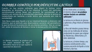 DIARREA OSMÓTICA POR DÉFICIT DE LACTOSA
Cuando no hay enzima suficiente para digerir la lactosa, estos
disacáridos se acumulan en la luz intestinal y como son partículas
osmóticamente activas llevan aun aumento de osmolaridad en el
intestino por encima de la osmolaridad plasmática, además la lactosa es
metabolizada por bacterias a ácido láctico que aumenta aún más la
osmolaridad.
Esto lleva a que pase líquido a la luz intestinal llevando a distensión del
intestino, que es estímulo para desencadenar aumento del peristaltismo
lo que termina en la producción de una diarrea osmótica. Esto se corrige
con evitar el consumo de lácteos o tomar la lactasa junto con lácteos.
La diarrea secretora se produce por
una mayor secreción de agua y
electrólitos hacia la luz que supera la
capacidad de absorción.
 