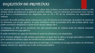 La masticación mezcla los alimentos con la saliva. Esta contiene una enzima denominada ptialina o alfa
amilasa salival secretada por la glándula parótida. Debido a que los alimentos permanecen poco tiempo
en la boca e inmediatamente son deglutidos solo un 3% a 5% de los almidones son degradados en
maltosa.
La acción de la alfa amilasa salival continua por unos 30 minutos en el estomago. Al producir la mezcla de
los alimentos con el jugo gástrico, el acido clorhídrico inhibe la actividad de la alfa amilasa salival, cuyo
poder enzimático desaparece cuando el pH cae por debajo de 4.
Si embargo un 30% de los almidones han sido transformada en maltosa antes de haberse mezclado
completamente con jugo gástrico.
El acido clorhídrico es capaz de hidrolizar en parte los almidones y los disacáridos
En el intestino delgado la alfa amilasa pancreática, al igual que la saliva y el jugo pancreático contienen
gran cantidad de amilasa capaz de transformar los almidones en maltosa.
Por lo tanto en cuanto el quimo abandona el estómago y se mezcla con el jugo pancreático los almidones
todavía intactos son digeridos por la alfa amilasa pancreática.
DIGESTIÓN DE PROTEÍNAS
 