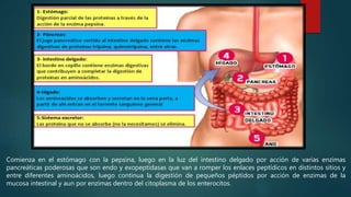 Comienza en el estómago con la pepsina, luego en la luz del intestino delgado por acción de varias enzimas
pancreáticas poderosas que son endo y exopeptidasas que van a romper los enlaces peptídicos en distintos sitios y
entre diferentes aminoácidos, luego continua la digestión de pequeños péptidos por acción de enzimas de la
mucosa intestinal y aun por enzimas dentro del citoplasma de los enterocitos.
 
