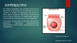 Son células epiteliales, que cumplen la función de
absorción de alimentos. En el enterocito tal como
muestra la imagen se distinguen dos partes, la
parte apical (superior) relacionada directamente
con el lumen intestinal, y la parte basal (inferior)
relacionada directamente con el vaso sanguíneo.
3 procesos de absorción en los que interactúa el
enterocito: Triglicéridos (grasas),Azúcares
(disacáridos) y Aminoácidos provenientes de poli
y dipéptidos.
ENTEROCITOS
Criptas de Lieberkühn.
Renuevan cada 4 a 10 días
 