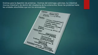 Enzimas para la digestión de proteínas.- Enzimas del estómago, páncreas, luz intestinal,
mucosa intestinal y de dentro del citoplasma de los enterocitos, llevan las proteínas hasta
las unidades absorbibles que son los aminoácidos.
 