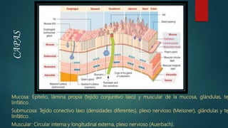CAPAS
Mucosa: Epitelio, lámina propia (tejido conjuntivo laxo) y muscular de la mucosa, glándulas, te
linfático.
Submucosa: Tejido conectivo laxo (densidades diferentes), plexo nervioso (Meissner), glándulas y te
linfático.
Muscular: Circular interna y longitudinal externa, plexo nervioso (Auerbach).
 