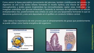Como vemos la lipasa pancreática (proveniente del páncreas, también contribuyente del proceso de
digestión) se une a los ácidos biliares formando el micelio lipídico, una mezcla de glicerol, 2-
monogliceridos y ácidos grasos (triglicéridos) las microvellosidades captan estas moléculas y las
invaginan uniéndolas con glucosa intracelular y haciendo la resíntesis de triglicéridos en el retículo
endoplasmático liso, posteriormente esta síntesis se unirá con una lipoproteína formando lo que se
denomina quilomicrón y este será depositado en el quilífero un conducto linfático central.
Cabe deducir la importancia de este proceso para el almacenamiento de grasas que posteriormente
se puede utilizar como fuente energética del organismo.
https://youtu.be/mUFBwpIuOqU
 