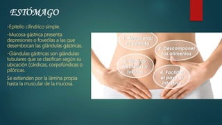 ESTÓMAGO
-Epitelio cilíndrico simple.
-Mucosa gástrica presenta
depresiones o foveólas a las que
desembocan las glándulas gástricas.
-Glándulas gástricas son glándulas
tubulares que se clasifican según su
ubicación (cárdicas, corpofúndicas o
pilóricas.
Se extienden por la lámina propia
hasta la muscular de la mucosa.
 