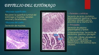 EPITELIO DEL ESTÓMAGO
-Mucosas superficiales:
Recubren la superficie luminal del
estómago y foveólas, secretan
mucinas y bicarbonato.
-Mucosas del cuello:
Secreción de mucinas.
1.-Parietales u oxínticas:
Secreción de ácido clorhídrico
(estimulada por gastrina) y factor
intrínseco necesario para la
absorción de la vitamina B12.
2.-Principales:
Secreción de pepsina
(pepsinógeno) y lipasas.
-Enteroendocrinas: Secreción de
serotonina, gastrina y glucagón.
-Stem cells: Células ubicadas en
el itsmo y cuello, activa
proliferación, capacidad de
diferenciarse a los distintos tipos
celulares.
 