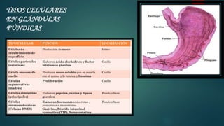 TIPOS CELULARES
EN GLÁNDULAS
FÚNDICAS
 