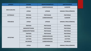 ¿DÓNDE? ENZIMA GRUPO ENZIMÁTICO ¿QUÉ DIGIEREN?
BOCA (SALIVA)
AMILASA CARBPOHIDRASAS ALMIDÓN
LIPASA LIPASAS GRASAS (TRIGLICÉRIDOS)
ESTÓMAGO PEPSINA PROTEASAS PROTEÍNAS
PÁNCREAS
AMILASA CARBOHIDRASAS ALMIDÓN
LIPASA LIPASAS GRASAS (TRIGLICÉRIDOS)
TRIPSINA PROTEASAS PROTEÍNAS
INTESTINO
AMINOPEPTIDASA PROTEASAS PROTEÍNAS
CARBOXIPEPTIDASA PROTEASAS PROTEÍNAS
TRIPSINA PROTEASAS PROTEÍNAS
MALTASA CARBOHIDRASAS MALTOSA
LACTASA CARBOHIDRASAS LACTOSA
SACARASA CARBOHIDRASAS SACAROSA
LIPASA LIPASAS GRASAS (TRIGLICÉRIDOS)
 