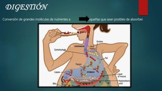 DIGESTIÓN
Conversión de grandes moléculas de nutrientes a Pequeñas que sean posibles de absorber.
 