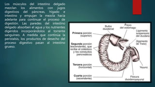 Los músculos del intestino delgado
mezclan los alimentos con jugos
digestivos del páncreas, hígado e
intestino y empujan la mezcla hacia
adelante para continuar el proceso de
digestión. Las paredes del intestino
delgado absorben el agua y los nutrientes
digeridos incorporándolos al torrente
sanguíneo. A medida que continúa la
peristalsis, los productos de desecho del
proceso digestivo pasan al intestino
grueso.
 