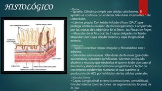 HISTOLÓGICO 1-Mucosa
• Epitelio: Cilíndrico simple con células caliciformes. El
epitelio se continúa con el de las Glándulas intestinales o de
Lieberkuhn.
• Lámina propia: Con tejido linfoide difuso (GALT) que
protege contra la invasión de microorganismos. Comprimida
por las criptas de Lieberkûhn En el Íleon , las Placas de Peyer.
• Muscular de la Mucosa: En 2 capas delgadas de Tejido
Muscular Liso: Capa circular interna y capa longitudinal
externa.
2-Submucosa
• Tejido Conectivo denso, irregular y fibroelástico con t.
adiposo.
• Glándulas submucosas : Glándulas de Brunner (glándulas
duodenales), tubulares-ramificadas. Secretan un líquido
alcalino y mucoso que neutraliza el quimo ácido que pasa al
duodeno y elaboran la hormona urogastrona (o factor de
crecimiento epidérmico humano) el cual suprime la
producción de HCL por inhibición de las células parietales.
3-Muscular Externa
• Capas: Longitudinal externa (contracciones peristálticas),
Circular interna (contracciones de segmentación, locales) de
m. liso
 