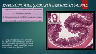 INTESTINO DELGADO SUPERFICIE LUMINAL
1.- Pliegues circulares o válvulas de KERCKRING o conniventes.
2.- Vellosidades intestinales.
3.- Glándulas o criptas de LIEBREKÜHN invaginación mucosa
4.- Microvellosidad. Evaginación de dominio apical enteorocito
3.- Compuestas por células de absorción
de superficie y caliciformes (que ocupan la
mitad superior de la glándula) y por células
regenerativas, DNES y Paneth (que ocupan
la mitad basal de la glándula)
 