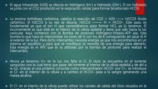  El agua intracelular (H20) se disocia en hidrógeno (H+) e hidróxido (OH-). El ion hidróxido
se junta con el CO2 producido en la respiración celular para formar bicarbonato HCO3.
 La enzima Anhidrasa carbónica, cataliza la reacción de CO2 + H20 —-> H2CO3 Ácido
carbónico. El H2CO3 a su vez se disocia: H2CO3 ——> H + HCO3-. Este paso es
fundamental ya que el ion H que necesitábamos para formar HCL ya lo tenemos. El
inconveniente es que está en el interior de la célula epitelial y tiene que salir hacia la luz
canicular. Aquí contamos con la Bomba de protones Hidrogeno-Potasio-ATP asa. Esta
bomba lo que hace es intercambiar los iones de H con los de K consiguiendo así sacar el H
al exterior de la luz. Para dicho intercambio necesita energía ya que nos encontramos en un
sistema en equilibrio y para que se modifique se necesita de una energía para alterarlo.
Esta energía es el ATP, que es la utilizada por la bomba de protones para realizar el
intercambio.
 Ahora ya tenemos H+ en la luz nos falta el Cl. El cloro se encuentra en el torrente
sanguíneo con lo cual tiene que pasar del torrente al interior de la célula epitelial y de ahí a
la luz. Gracias al una proteína conocida como intercambiador HCO3- por Cl-, se introduce
el Cl- en el interior de la célula y a cambio el HCO3- pasa a la sangre generando una
marea alcalina.
 El Cl- en el interior de la célula puede utilizar los canales de salida del cloro situados en la
 