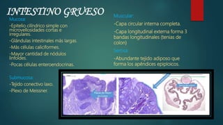 INTESTINO GRUESO
Mucosa:
-Epitelio cilíndrico simple con
microvellosidades cortas e
irregulares.
-Glándulas intestinales más largas.
-Más células caliciformes.
-Mayor cantidad de nódulos
linfoides.
-Pocas células enteroendocrinas.
Submucosa:
-Tejido conectivo laxo.
-Plexo de Meissner.
Muscular:
-Capa circular interna completa.
-Capa longitudinal externa forma 3
bandas longitudinales (tenias de
colon)
Serosa:
-Abundante tejido adiposo que
forma los apéndices epiploicos.
 