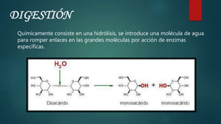 DIGESTIÓN
Químicamente consiste en una hidrólisis, se introduce una molécula de agua
para romper enlaces en las grandes moléculas por acción de enzimas
específicas.
 