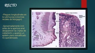 RECTO
-Pliegues longitudinales en
la submucosa (columnas
rectales de Morgagni).
-Aproximadamente 2cm
antes de la apertura anal
desaparecen las criptas de
Lieberkühn y aparece un
epitelio plano estratificado
no queratinizado.
 