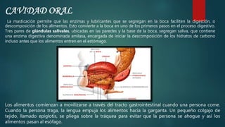 CAVIDAD ORAL
Los alimentos comienzan a movilizarse a través del tracto gastrointestinal cuando una persona come.
Cuando la persona traga, la lengua empuja los alimentos hacia la garganta. Un pequeño colgajo de
tejido, llamado epiglotis, se pliega sobre la tráquea para evitar que la persona se ahogue y así los
alimentos pasan al esófago.
La masticación permite que las enzimas y lubricantes que se segregan en la boca faciliten la digestión, o
descomposición de los alimentos. Esto convierte a la boca en uno de los primeros pasos en el proceso digestivo.
Tres pares de glándulas salivales, ubicadas en las paredes y la base de la boca, segregan saliva, que contiene
una enzima digestiva denominada amilasa, encargada de iniciar la descomposición de los hidratos de carbono
incluso antes que los alimentos entren en el estómago.
 