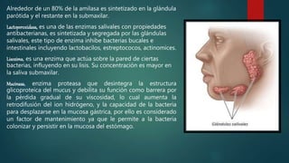 Alrededor de un 80% de la amilasa es sintetizado en la glándula
parótida y el restante en la submaxilar.
Lactoperoxidasa, es una de las enzimas salivales con propiedades
antibacterianas, es sintetizada y segregada por las glándulas
salivales, este tipo de enzima inhibe bacterias bucales e
intestinales incluyendo lactobacilos, estreptococos, actinomices.
Lisozima, es una enzima que actúa sobre la pared de ciertas
bacterias, influyendo en su lisis. Su concentración es mayor en
la saliva submaxilar.
Mucinasa, enzima proteasa que desintegra la estructura
glicoproteíca del mucus y debilita su función como barrera por
la pérdida gradual de su viscosidad, lo cual aumenta la
retrodifusión del ion hidrógeno, y la capacidad de la bacteria
para desplazarse en la mucosa gástrica, por ello es considerado
un factor de mantenimiento ya que le permite a la bacteria
colonizar y persistir en la mucosa del estómago.
 