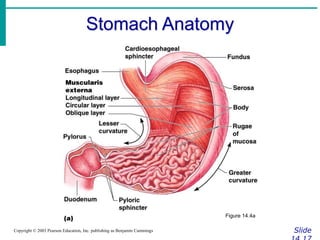 Digestion.ppt