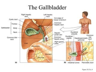 Digestion.ppt