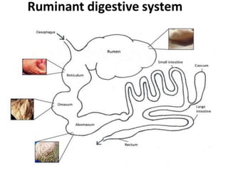 Non Ruminent Animals Digestion and Absorption in Ruminant and Non-ruminant.pptx