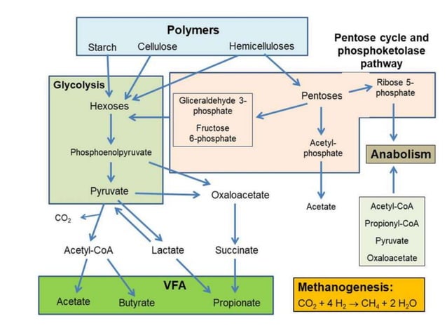 Digestion and Absorption in Ruminant and Non-ruminant.pptx | Digestive ...
