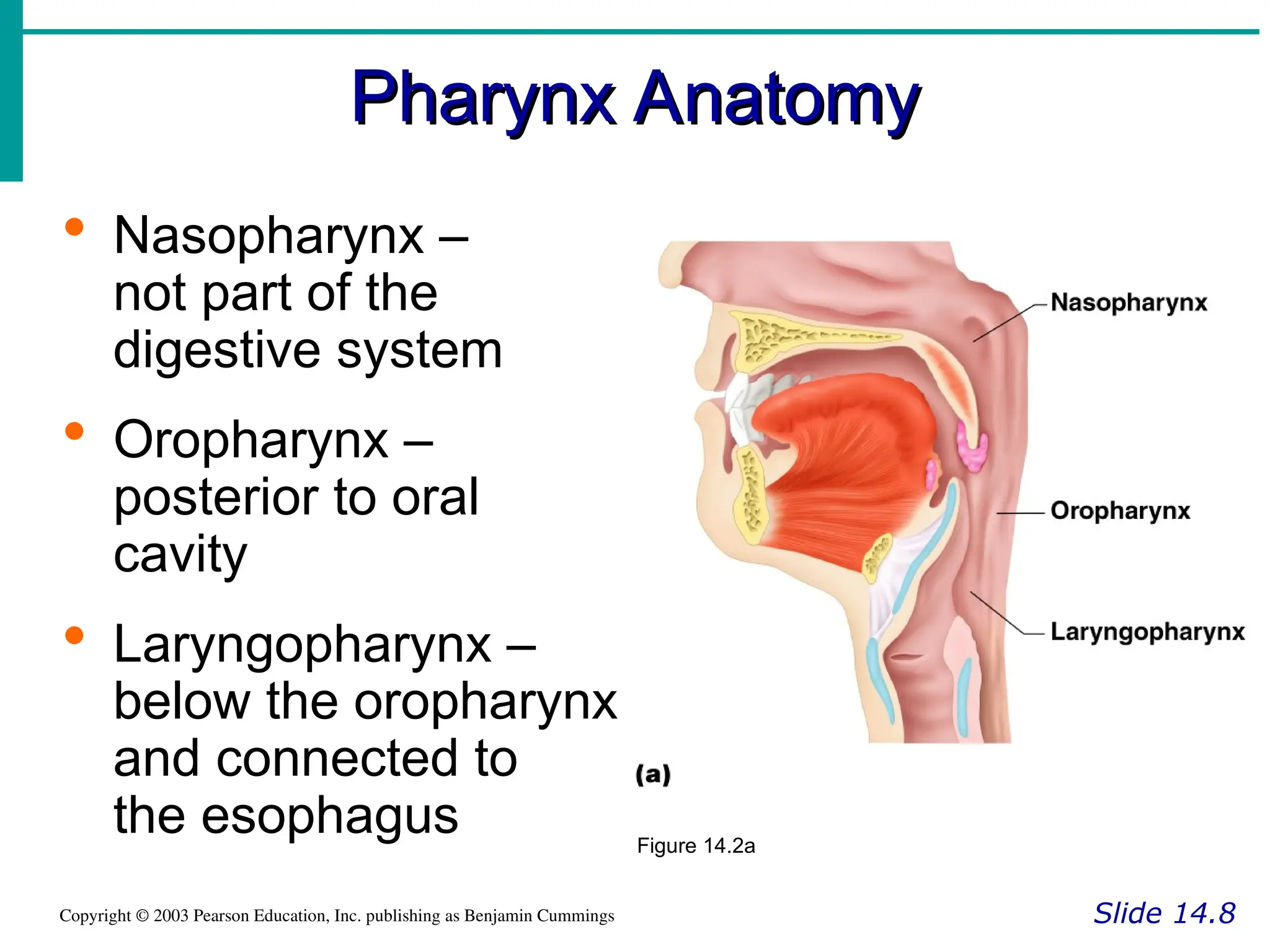 Pharynx Anatomy
Pharynx Anatomy
Slide 14.8
Copyright © 2003 Pearson Education, Inc. publishing as Benjamin Cummings
 Nasopharynx –
not part of the
digestive system
 Oropharynx –
posterior to oral
cavity
 Laryngopharynx –
below the oropharynx
and connected to
the esophagus Figure 14.2a
 