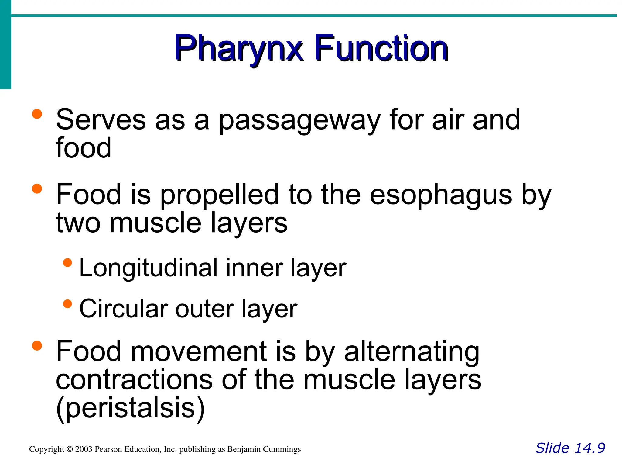 Pharynx Function
Pharynx Function
Slide 14.9
Copyright © 2003 Pearson Education, Inc. publishing as Benjamin Cummings
 Serves as a passageway for air and
food
 Food is propelled to the esophagus by
two muscle layers
 Longitudinal inner layer
 Circular outer layer
 Food movement is by alternating
contractions of the muscle layers
(peristalsis)
 