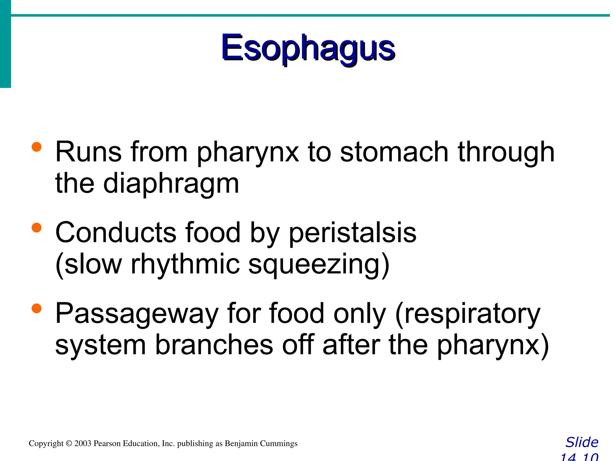 Esophagus
Esophagus
Slide
Copyright © 2003 Pearson Education, Inc. publishing as Benjamin Cummings
 Runs from pharynx to stomach through
the diaphragm
 Conducts food by peristalsis
(slow rhythmic squeezing)
 Passageway for food only (respiratory
system branches off after the pharynx)
 
