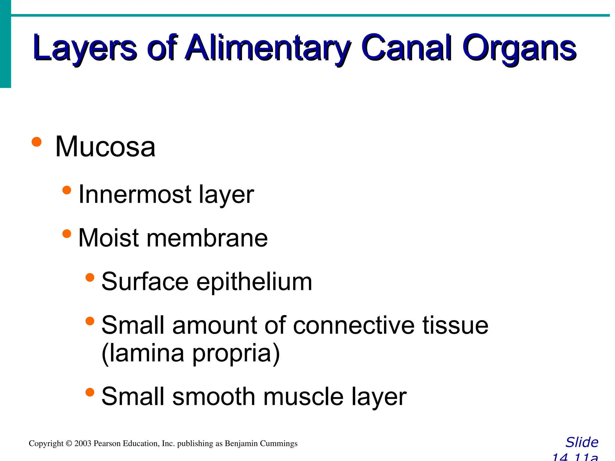 Layers of Alimentary Canal Organs
Layers of Alimentary Canal Organs
Slide
Copyright © 2003 Pearson Education, Inc. publishing as Benjamin Cummings
 Mucosa
 Innermost layer
 Moist membrane
 Surface epithelium
 Small amount of connective tissue
(lamina propria)
 Small smooth muscle layer
 