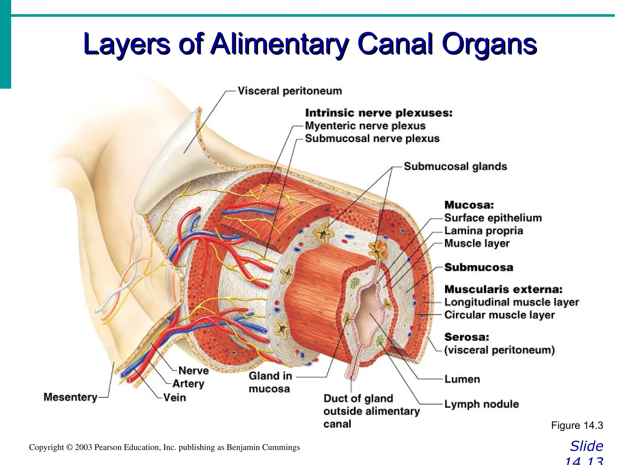 Layers of Alimentary Canal Organs
Layers of Alimentary Canal Organs
Slide
Copyright © 2003 Pearson Education, Inc. publishing as Benjamin Cummings
Figure 14.3
 