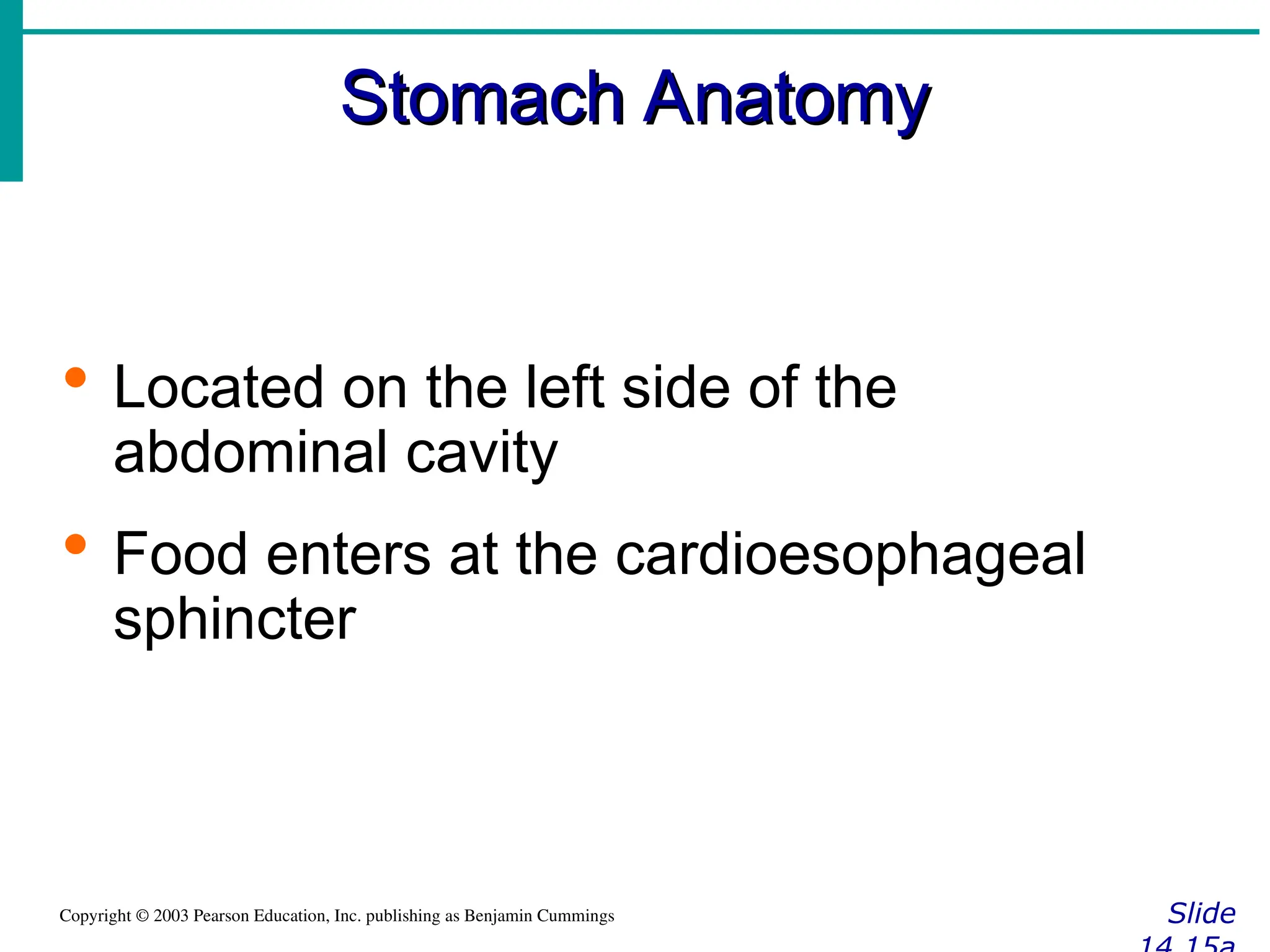 Stomach Anatomy
Stomach Anatomy
Slide
Copyright © 2003 Pearson Education, Inc. publishing as Benjamin Cummings
 Located on the left side of the
abdominal cavity
 Food enters at the cardioesophageal
sphincter
 