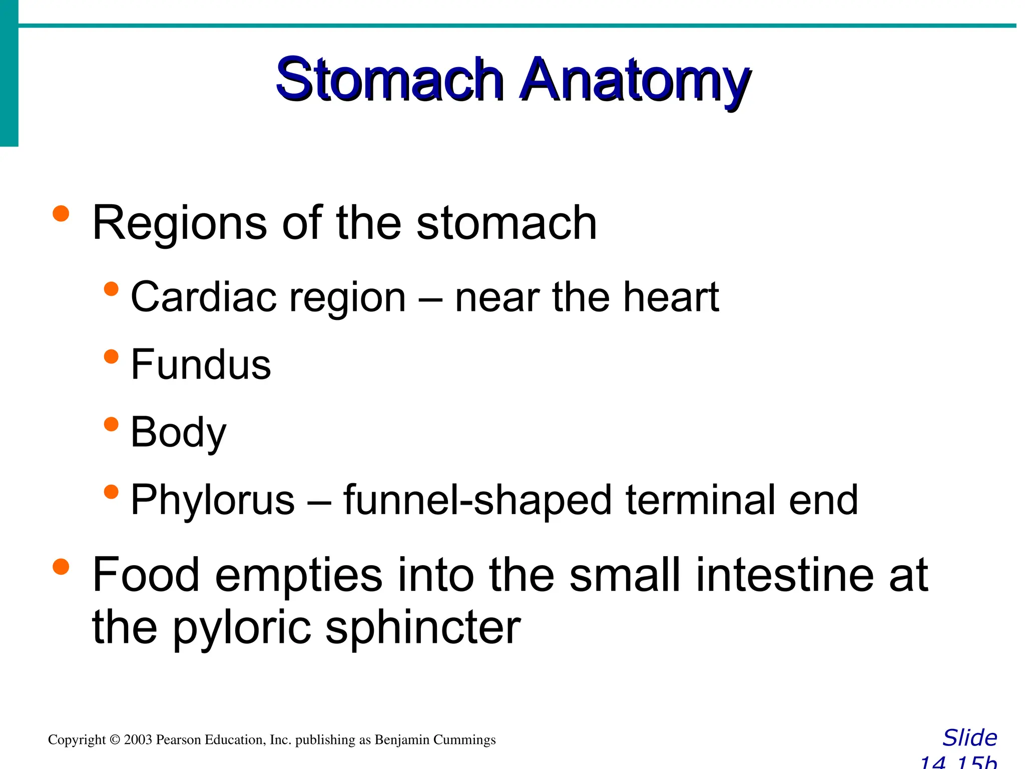 Stomach Anatomy
Stomach Anatomy
Slide
Copyright © 2003 Pearson Education, Inc. publishing as Benjamin Cummings
 Regions of the stomach
 Cardiac region – near the heart
 Fundus
 Body
 Phylorus – funnel-shaped terminal end
 Food empties into the small intestine at
the pyloric sphincter
 