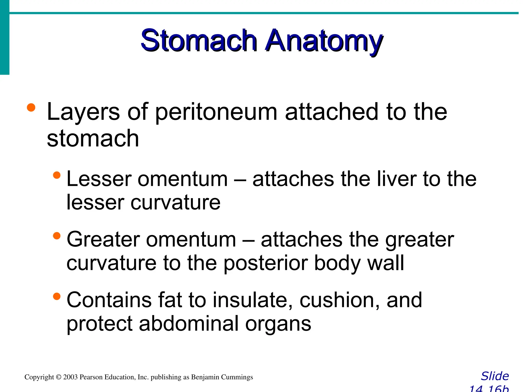 Stomach Anatomy
Stomach Anatomy
Slide
Copyright © 2003 Pearson Education, Inc. publishing as Benjamin Cummings
 Layers of peritoneum attached to the
stomach
 Lesser omentum – attaches the liver to the
lesser curvature
 Greater omentum – attaches the greater
curvature to the posterior body wall
 Contains fat to insulate, cushion, and
protect abdominal organs
 