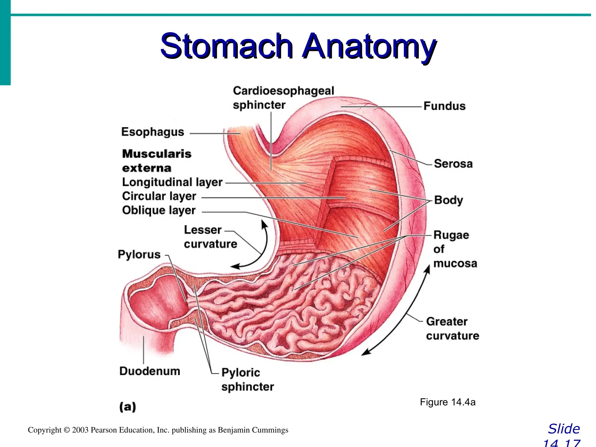 Stomach Anatomy
Stomach Anatomy
Slide
Copyright © 2003 Pearson Education, Inc. publishing as Benjamin Cummings
Figure 14.4a
 