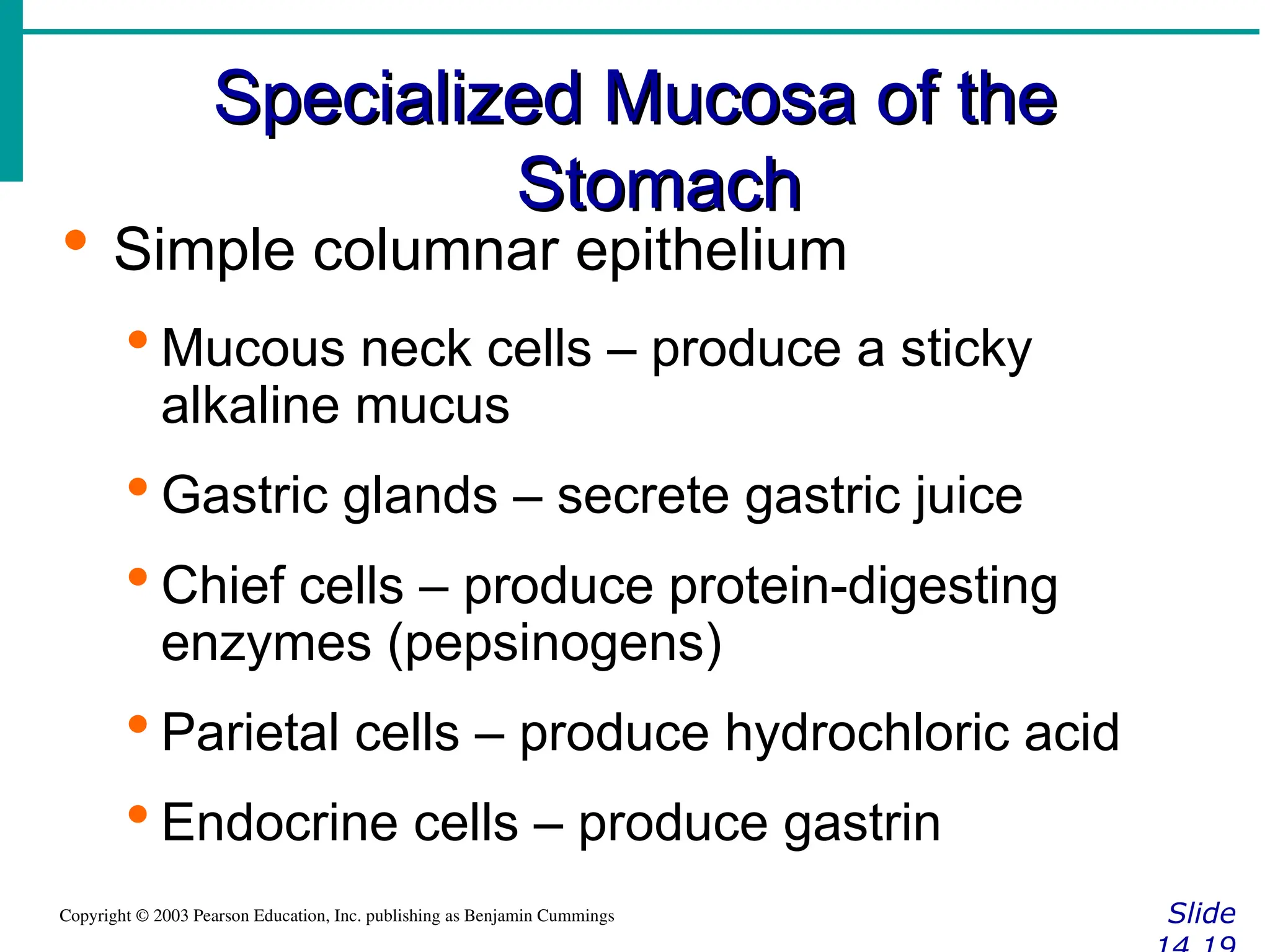 Specialized Mucosa of the
Specialized Mucosa of the
Stomach
Stomach
Slide
Copyright © 2003 Pearson Education, Inc. publishing as Benjamin Cummings
 Simple columnar epithelium
 Mucous neck cells – produce a sticky
alkaline mucus
 Gastric glands – secrete gastric juice
 Chief cells – produce protein-digesting
enzymes (pepsinogens)
 Parietal cells – produce hydrochloric acid
 Endocrine cells – produce gastrin
 
