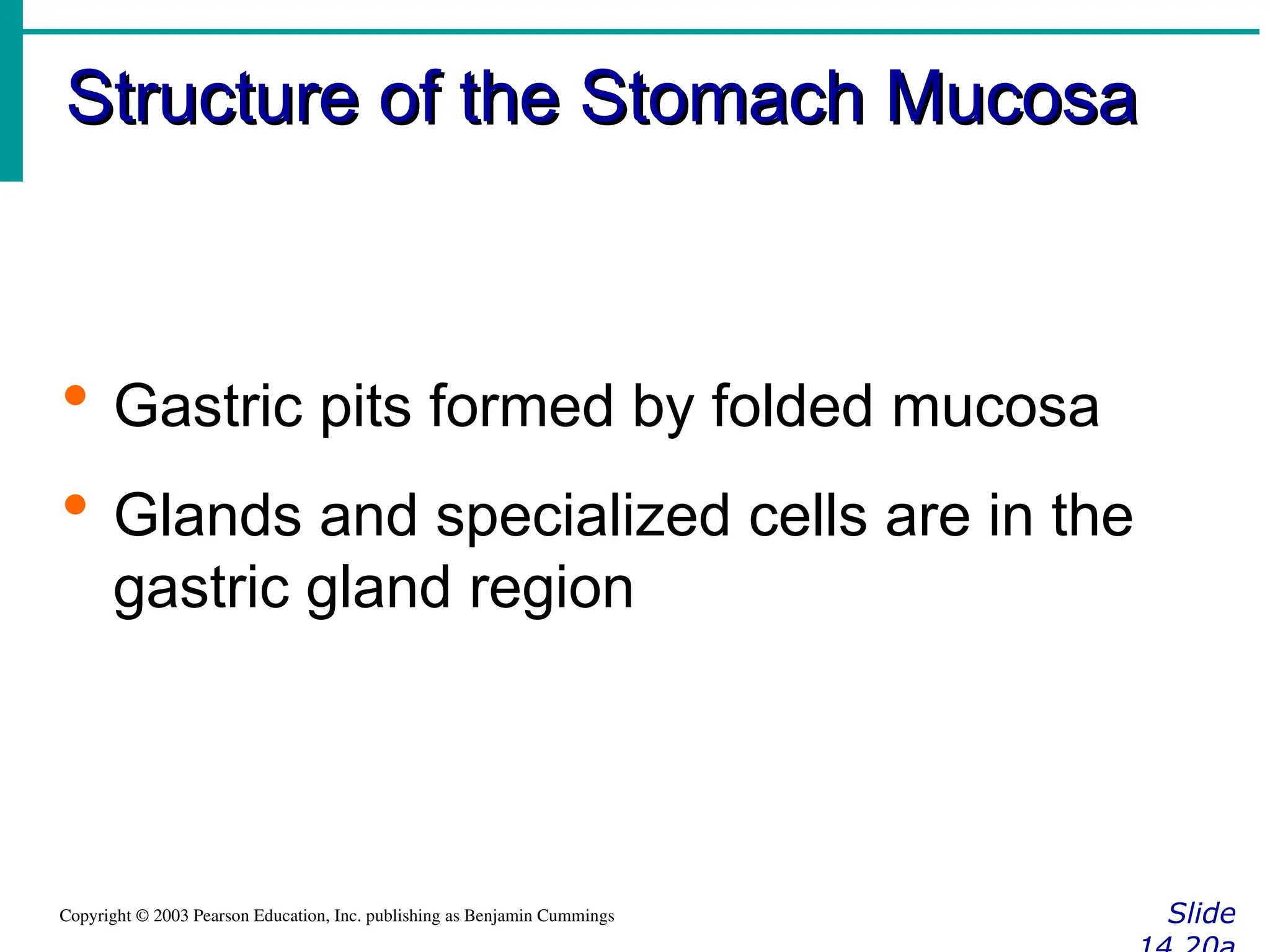 Structure of the Stomach Mucosa
Structure of the Stomach Mucosa
Slide
Copyright © 2003 Pearson Education, Inc. publishing as Benjamin Cummings
 Gastric pits formed by folded mucosa
 Glands and specialized cells are in the
gastric gland region
 