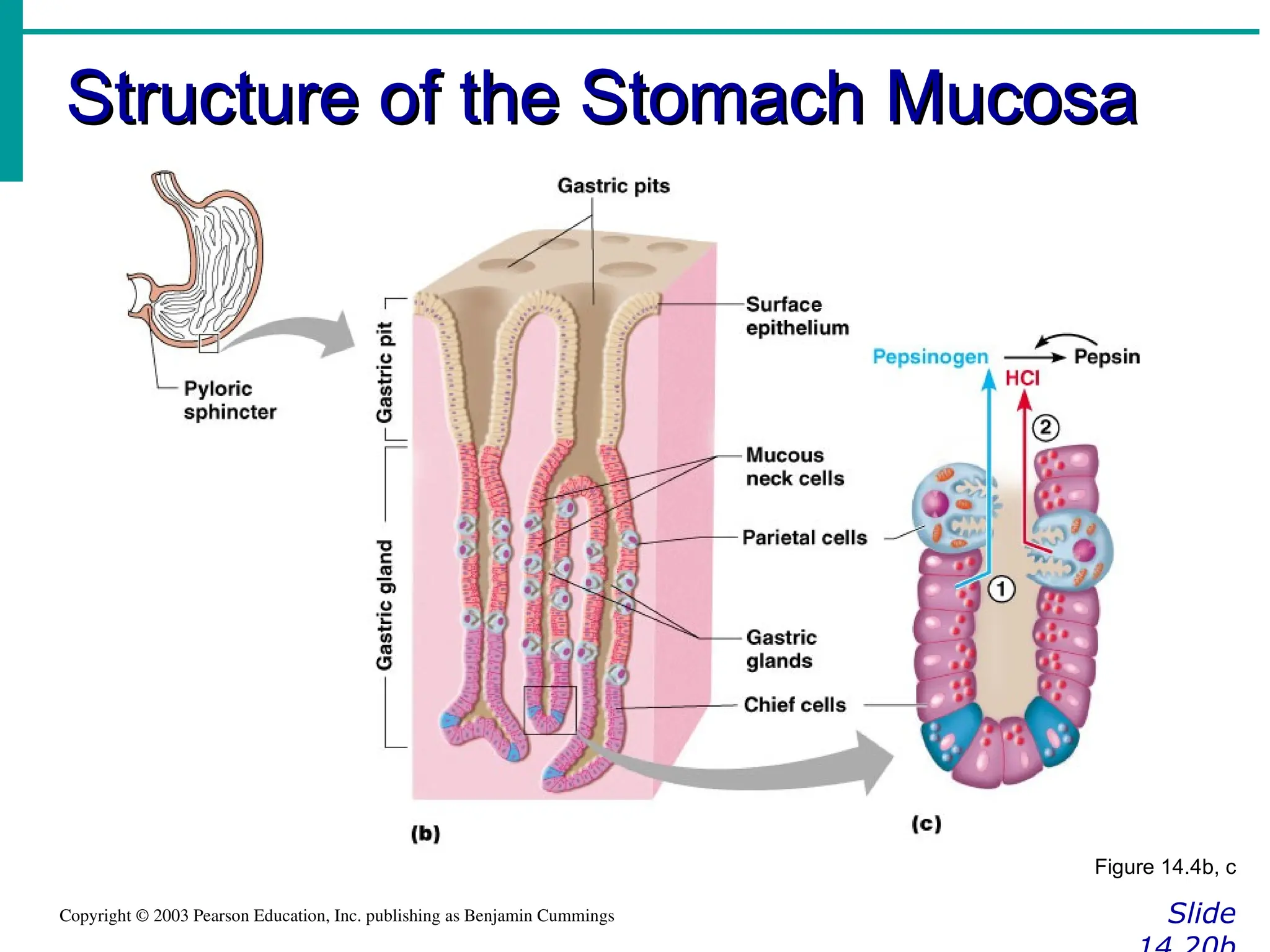 Structure of the Stomach Mucosa
Structure of the Stomach Mucosa
Slide
Copyright © 2003 Pearson Education, Inc. publishing as Benjamin Cummings
Figure 14.4b, c
 